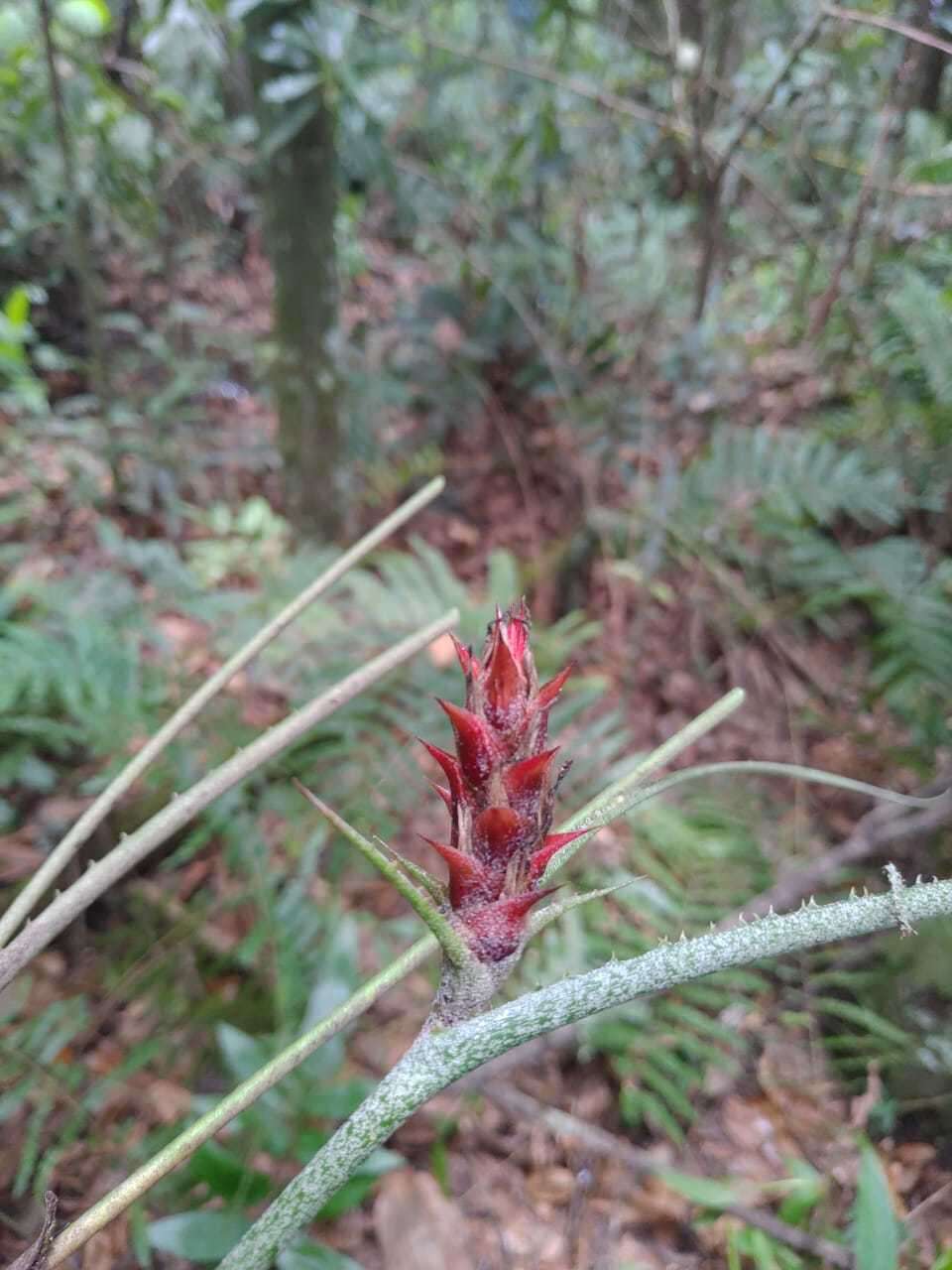 Image de Acanthostachys strobilacea (Schult. & Schult. fil.) Klotzsch