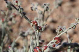 Image of Cynoglossum rugulosum (DC.) Greuter & Burdet