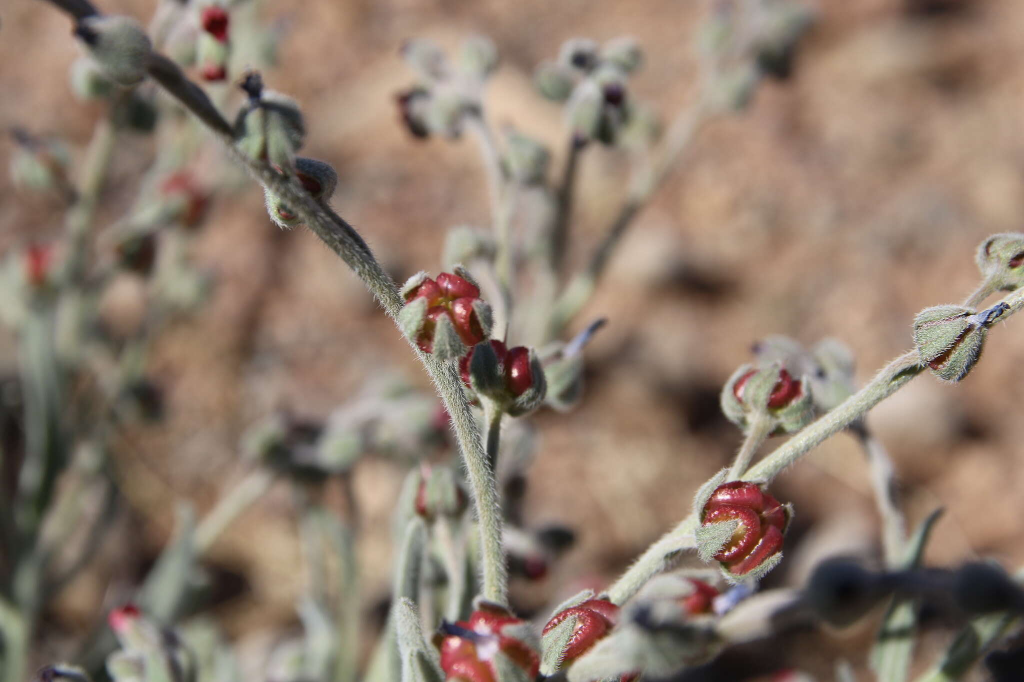 Image of Cynoglossum rugulosum (DC.) Greuter & Burdet