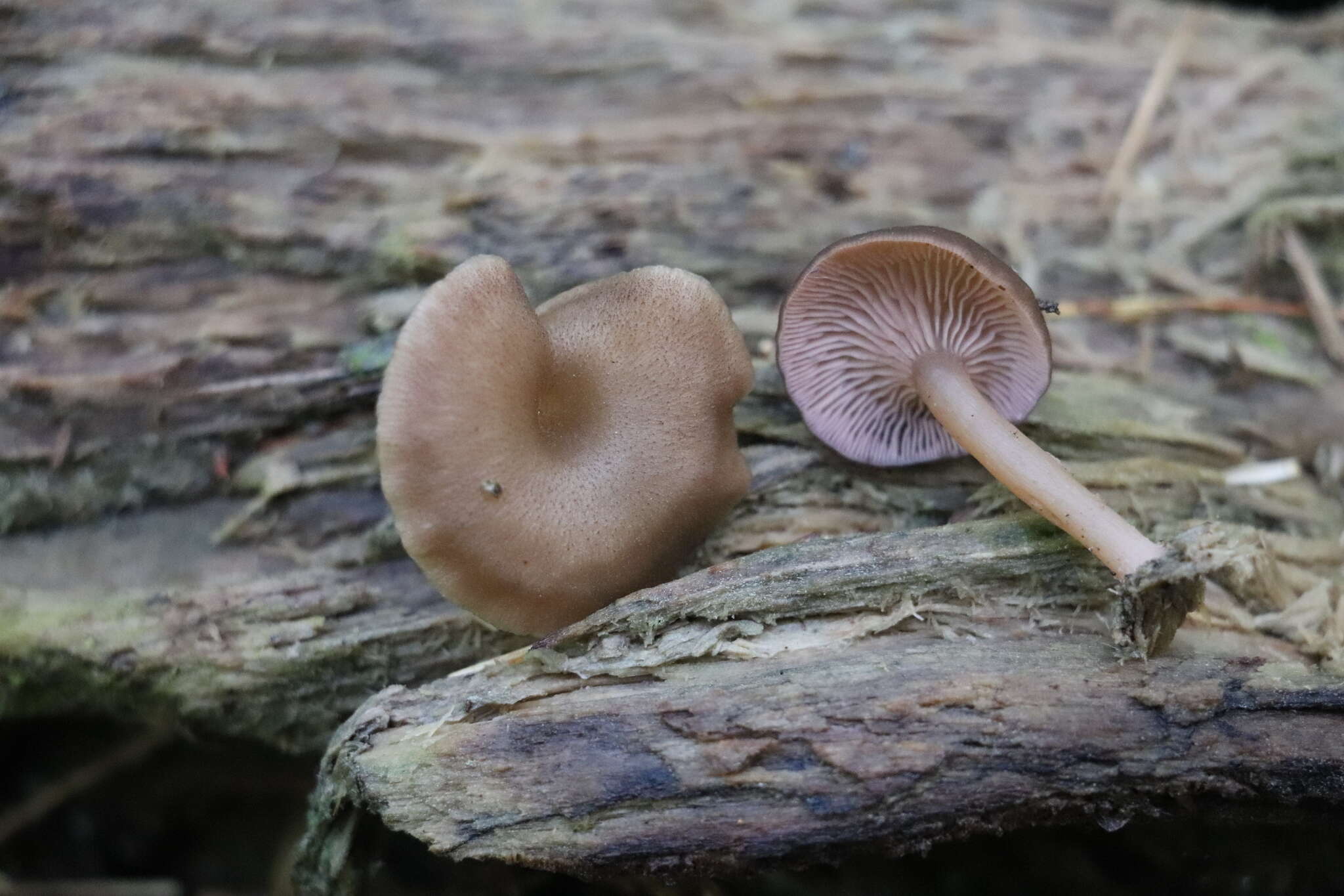 Image of Arrhenia discorosea (Pilát) Zvyagina, A. V. Alexandrova & Bulyonkova 2015