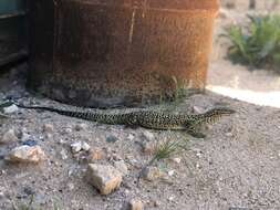 Imagem de Varanus acanthurus Boulenger 1885