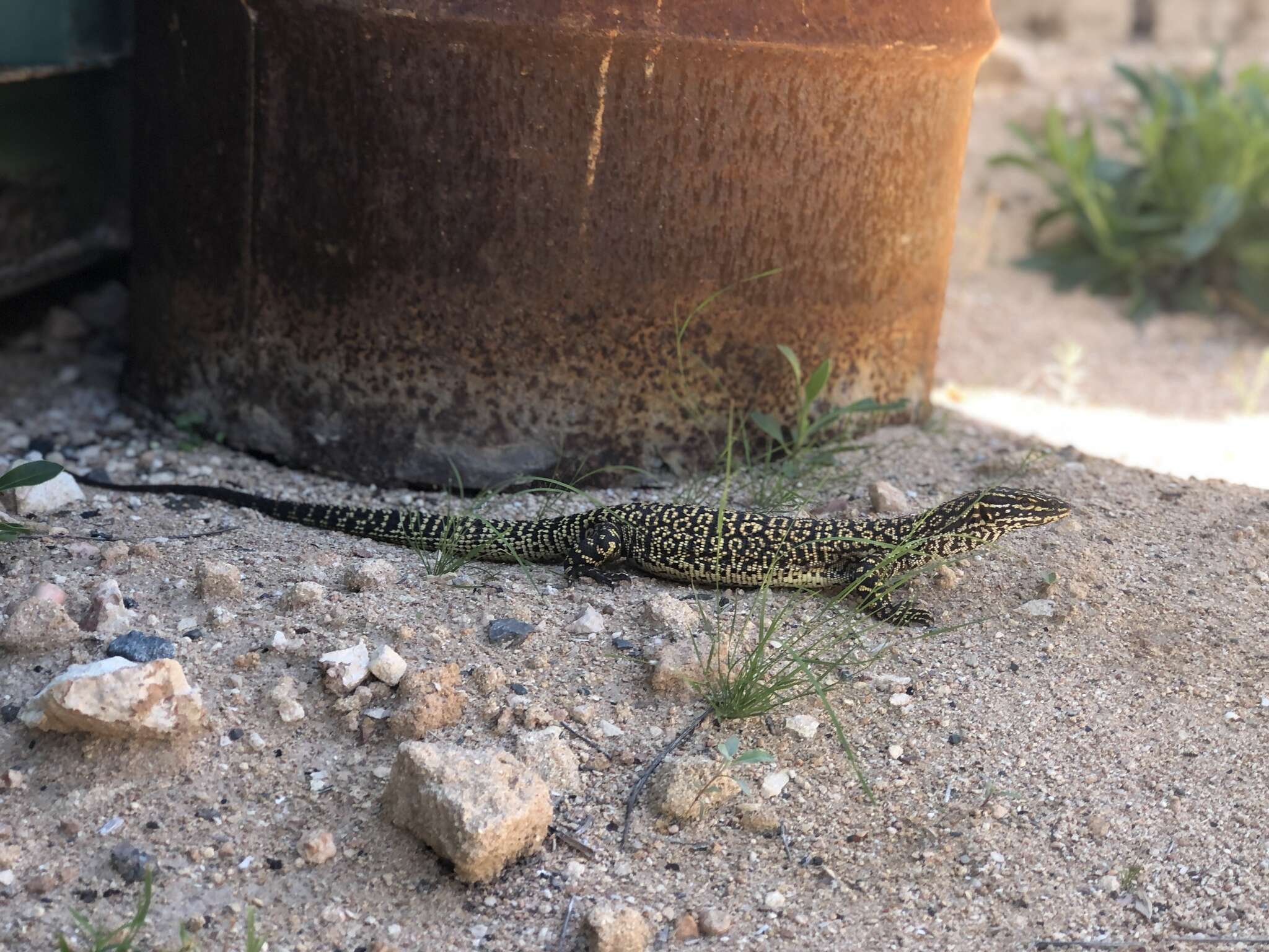 Imagem de Varanus acanthurus Boulenger 1885