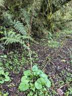 Image de Ligularia stenocephala (Maxim.) Matsum. & Koidz.