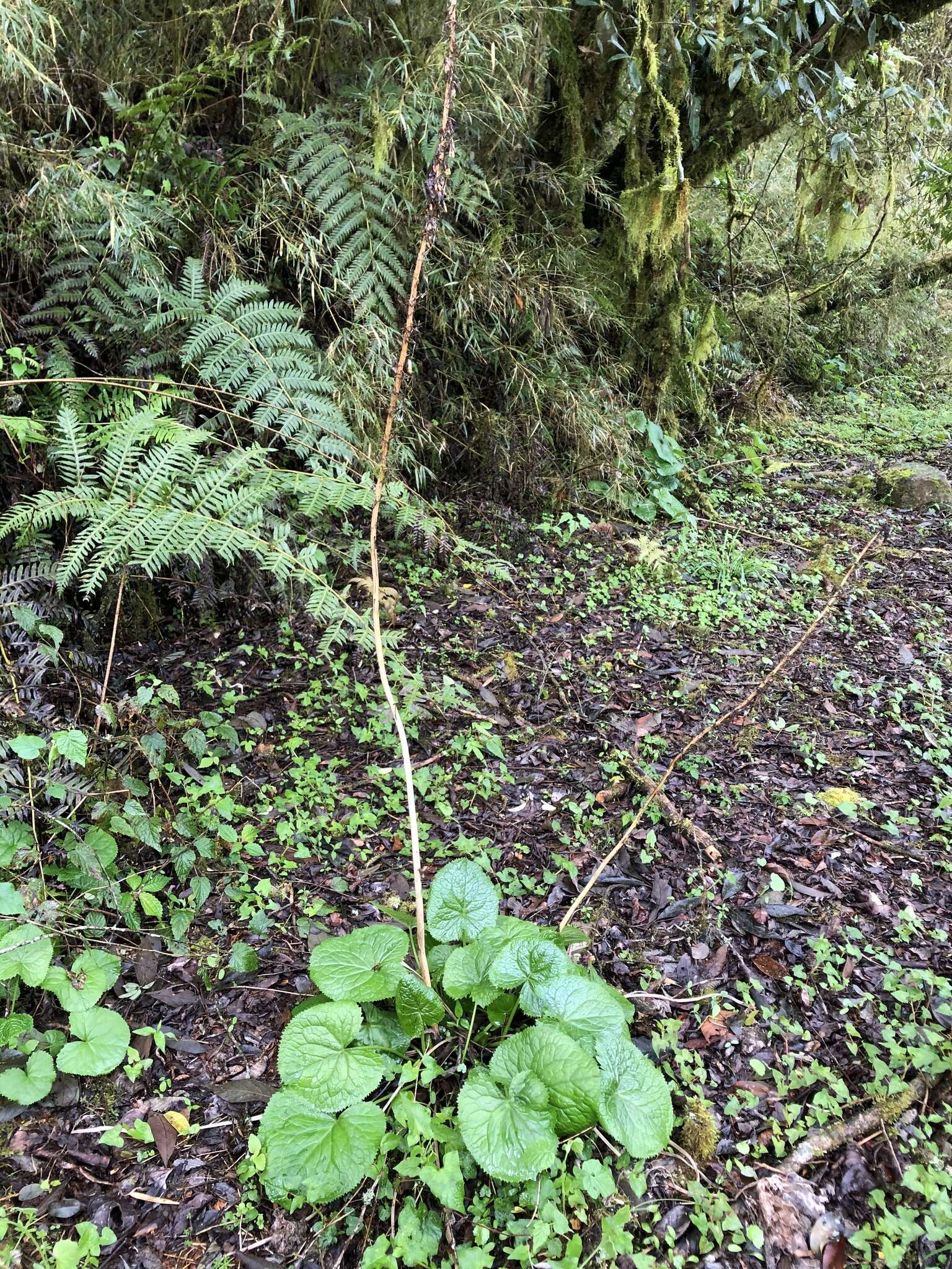 Image de Ligularia stenocephala (Maxim.) Matsum. & Koidz.