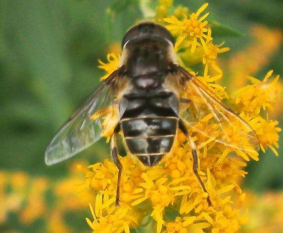 Image of Eristalis dimidiata Wiedemann 1830