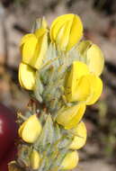 Image of Aspalathus shawii subsp. longispica