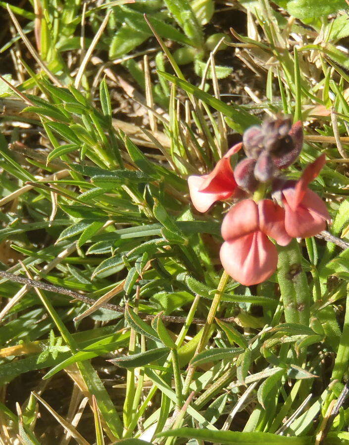 Image of Indigofera heterophylla Thunb.