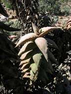 Image of Pearson's Aloe