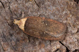 Image de Agonopterix selini Heinemann 1870