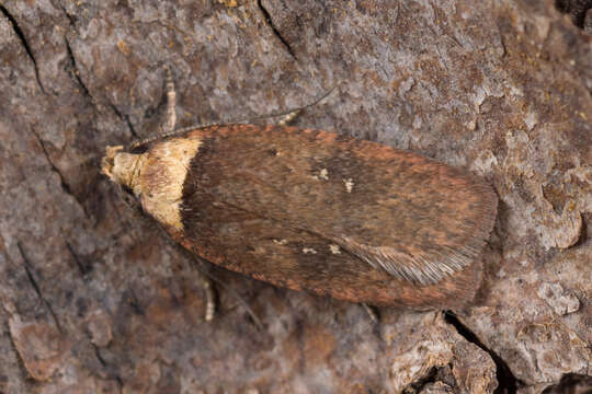 Image de Agonopterix selini Heinemann 1870