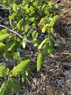 Image of Ficus opposita Miq.