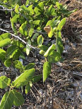 Image of Ficus opposita Miq.