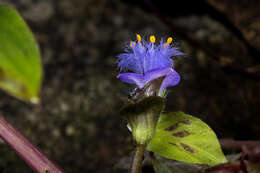 Image of Cyanotis villosa (Spreng.) Schult. & Schult. fil.