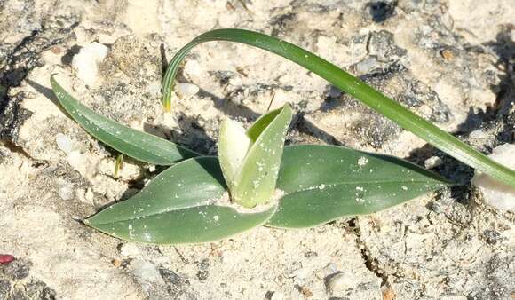 Image of Colchicum capense subsp. capense