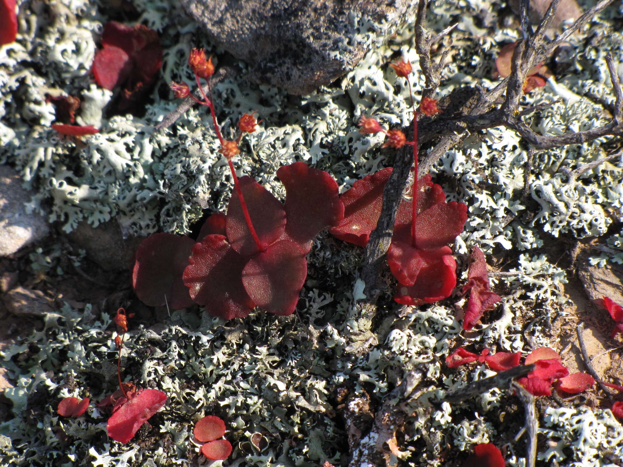 Image of Crassula umbella Jacq.