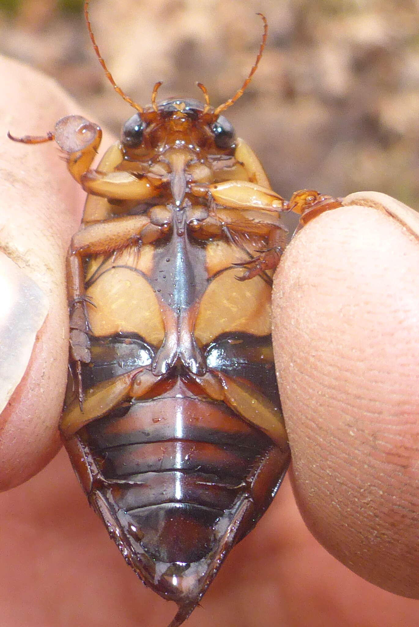 Image of Understriped Diving Beetle