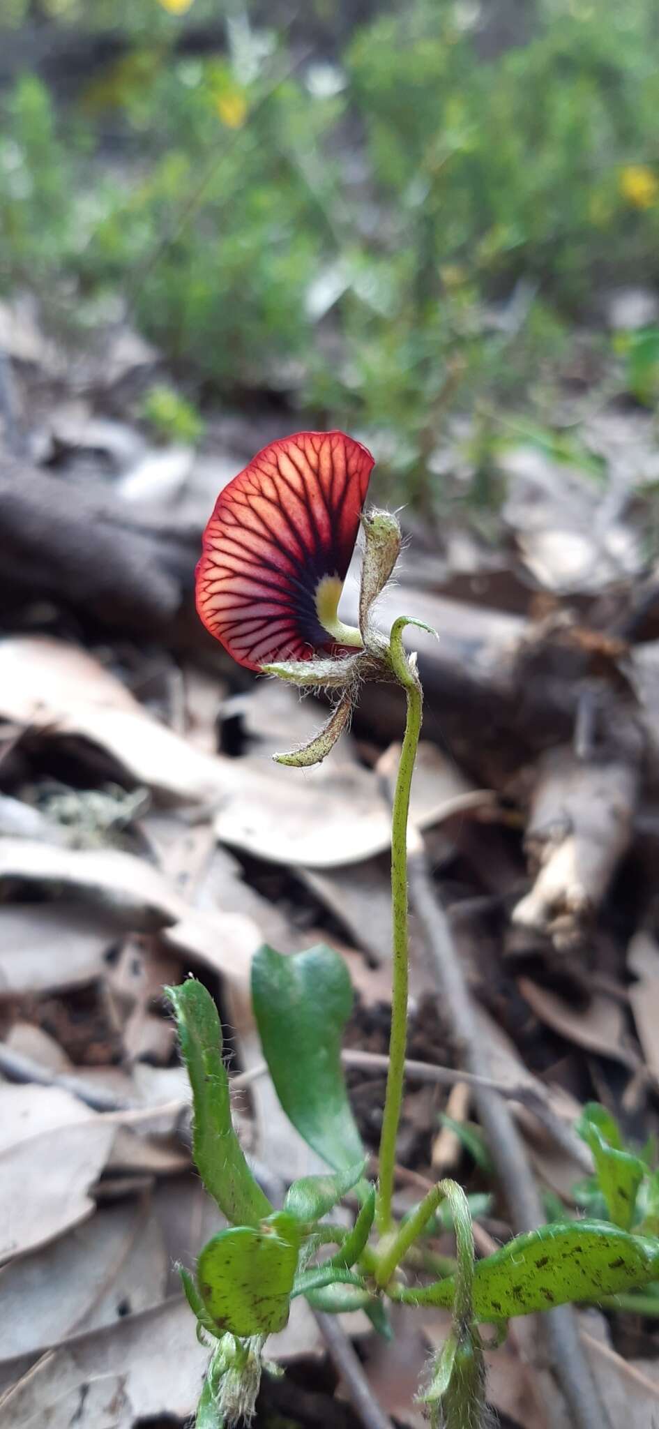 Слика од Isotropis cuneifolia (Sm.) B. D. Jacks.