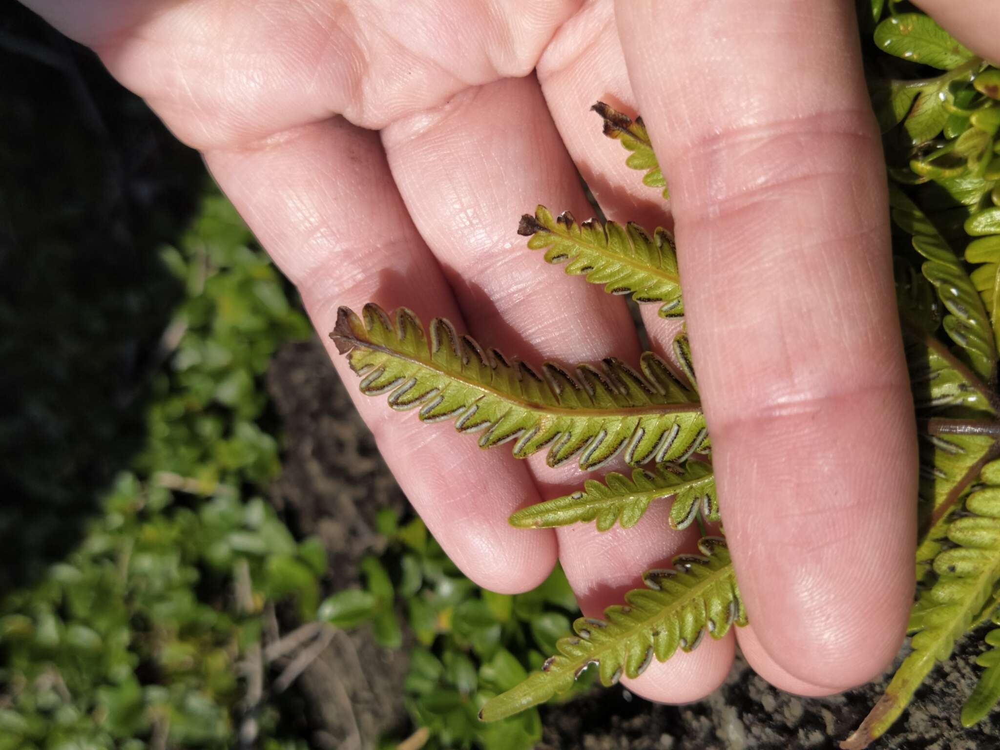 Sivun Pteris minor (Hieron.) Y. S. Chao kuva