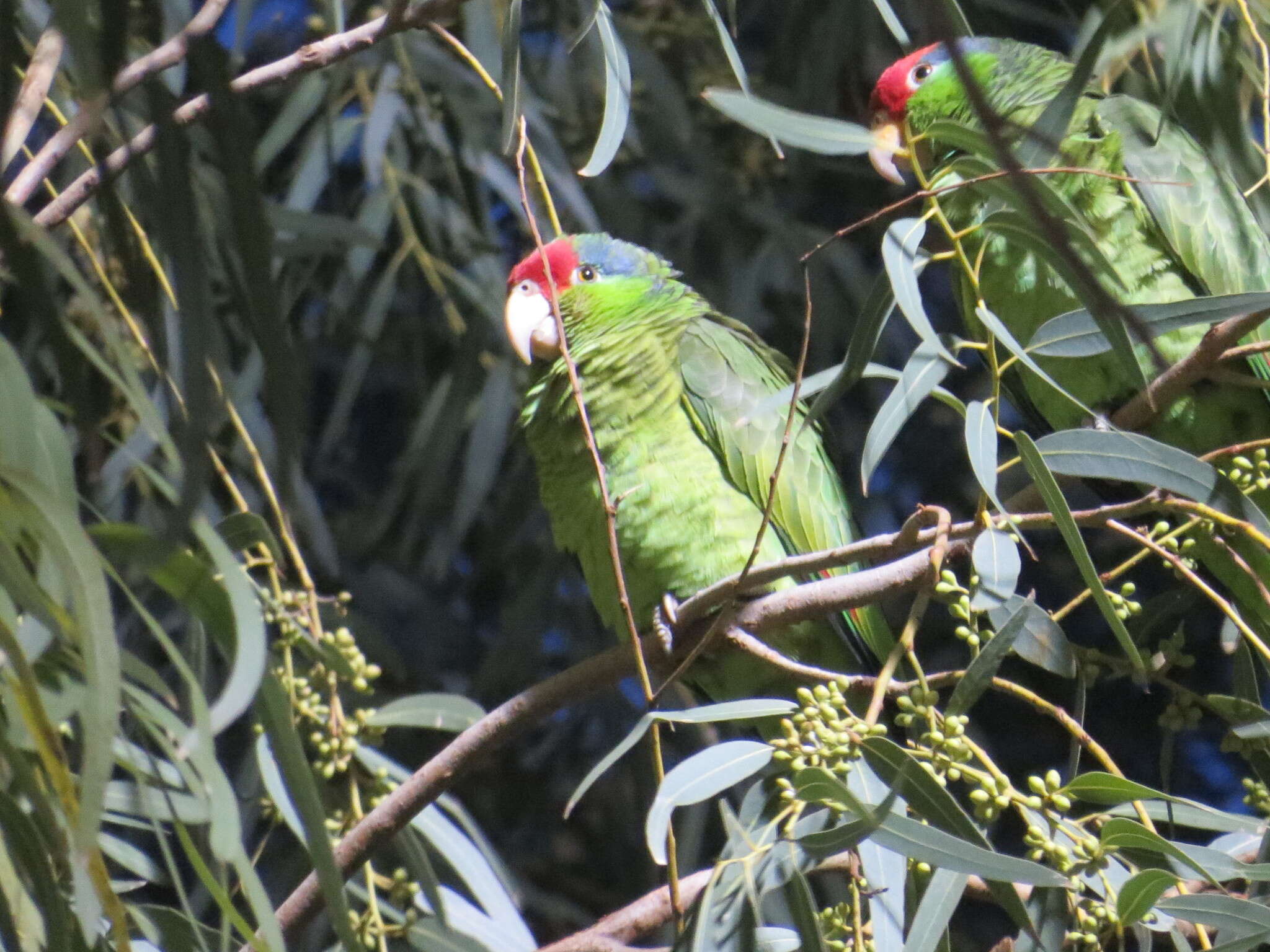 Imagem de Amazona viridigenalis (Cassin 1853)