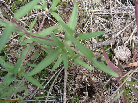 Image de Zinnia bicolor (DC.) Hemsl.