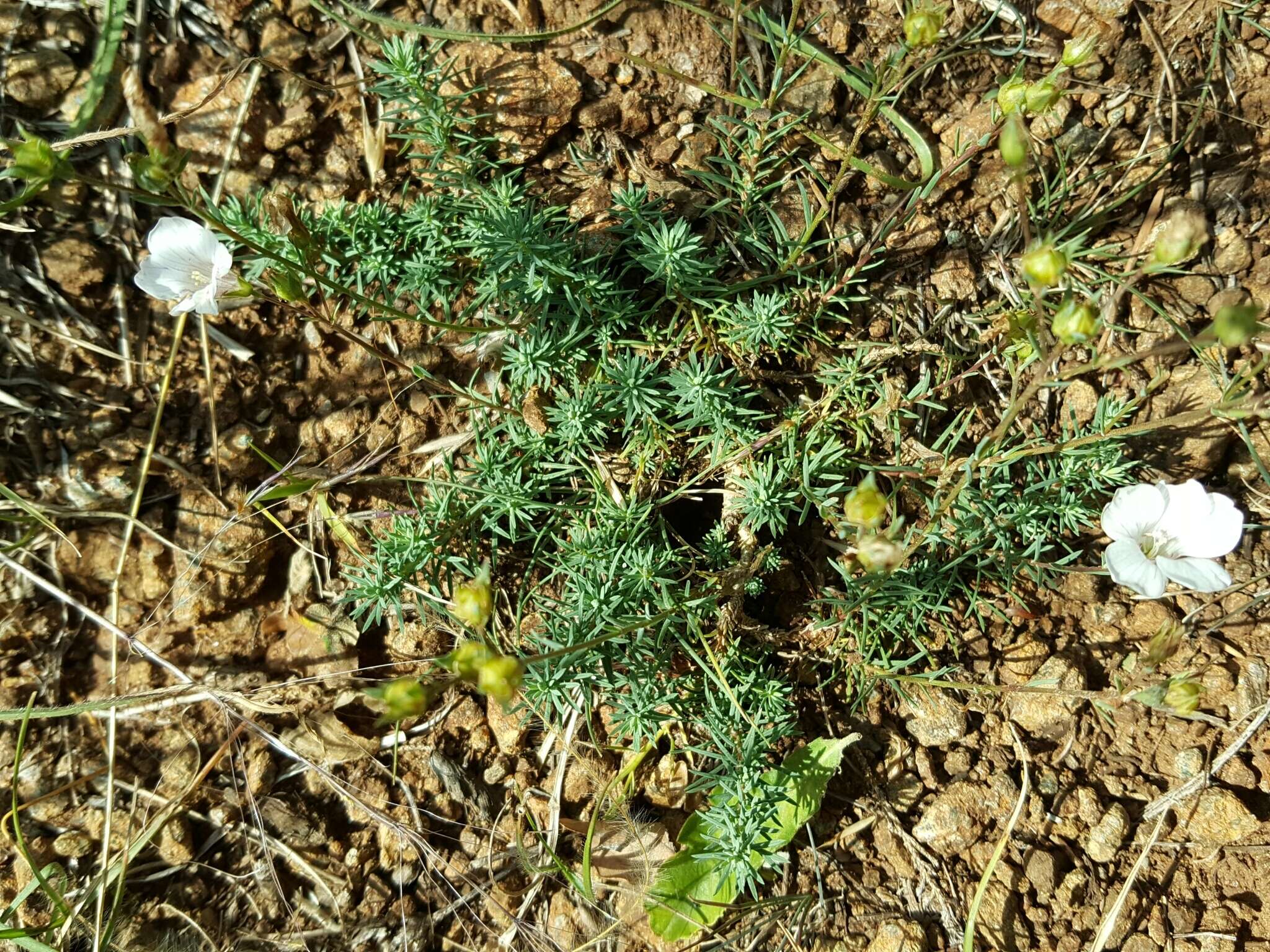 Image of Linum suffruticosum L.