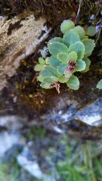 Image of Phedimus subcapitatus (Hayata) S. S. Ying