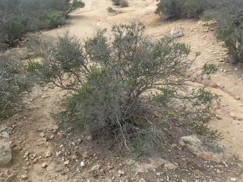 Imagem de Adenostoma fasciculatum var. obtusifolium S. Wats.