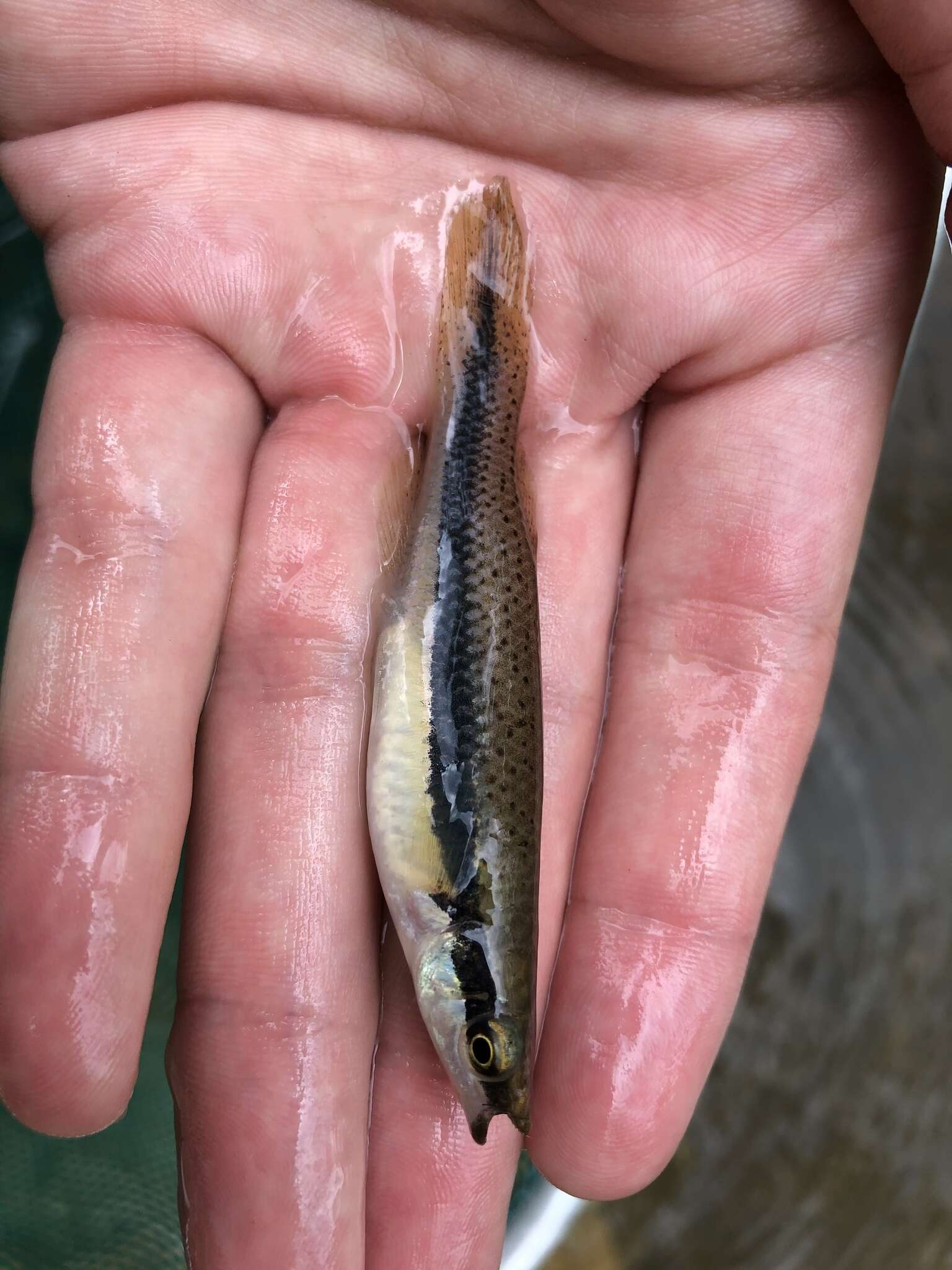 Image of Blackspotted Topminnow