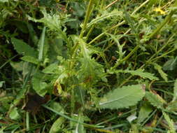 Plancia ëd Senecio squalidus subsp. rupestris (Waldst. & Kit.) Greuter