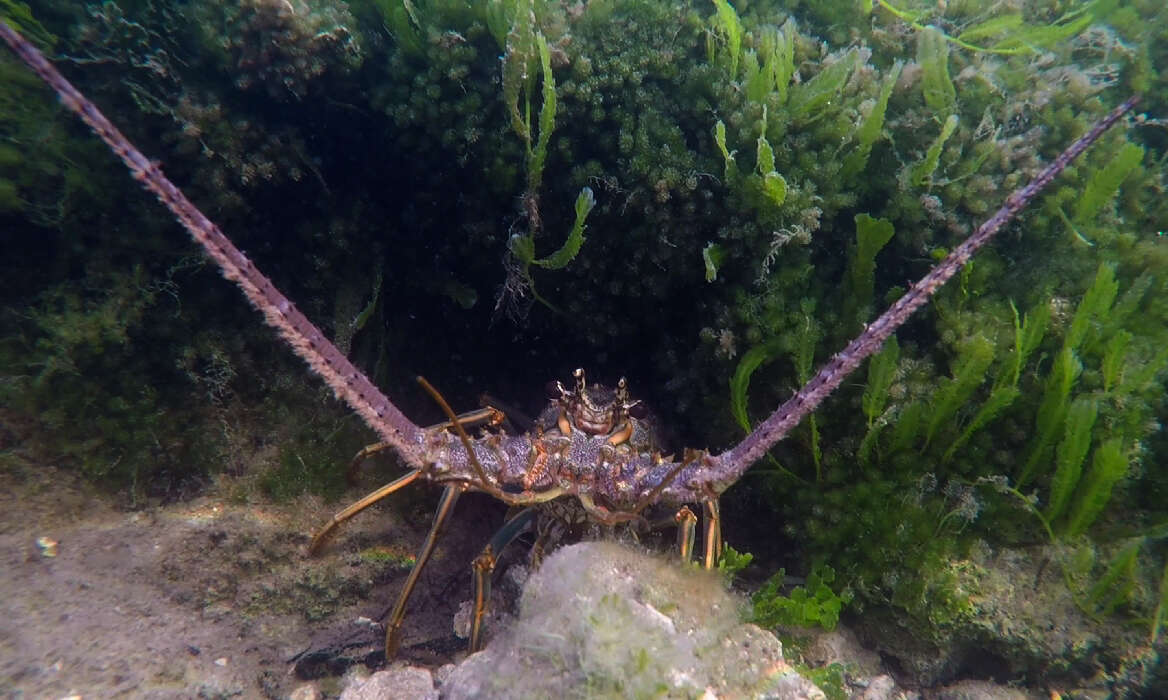 Image of Caribbean Spiny Lobster