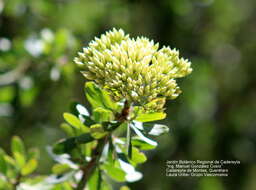 Imagem de Fouquieria fasciculata (Willd. ex Roem. & Schult.) Nash