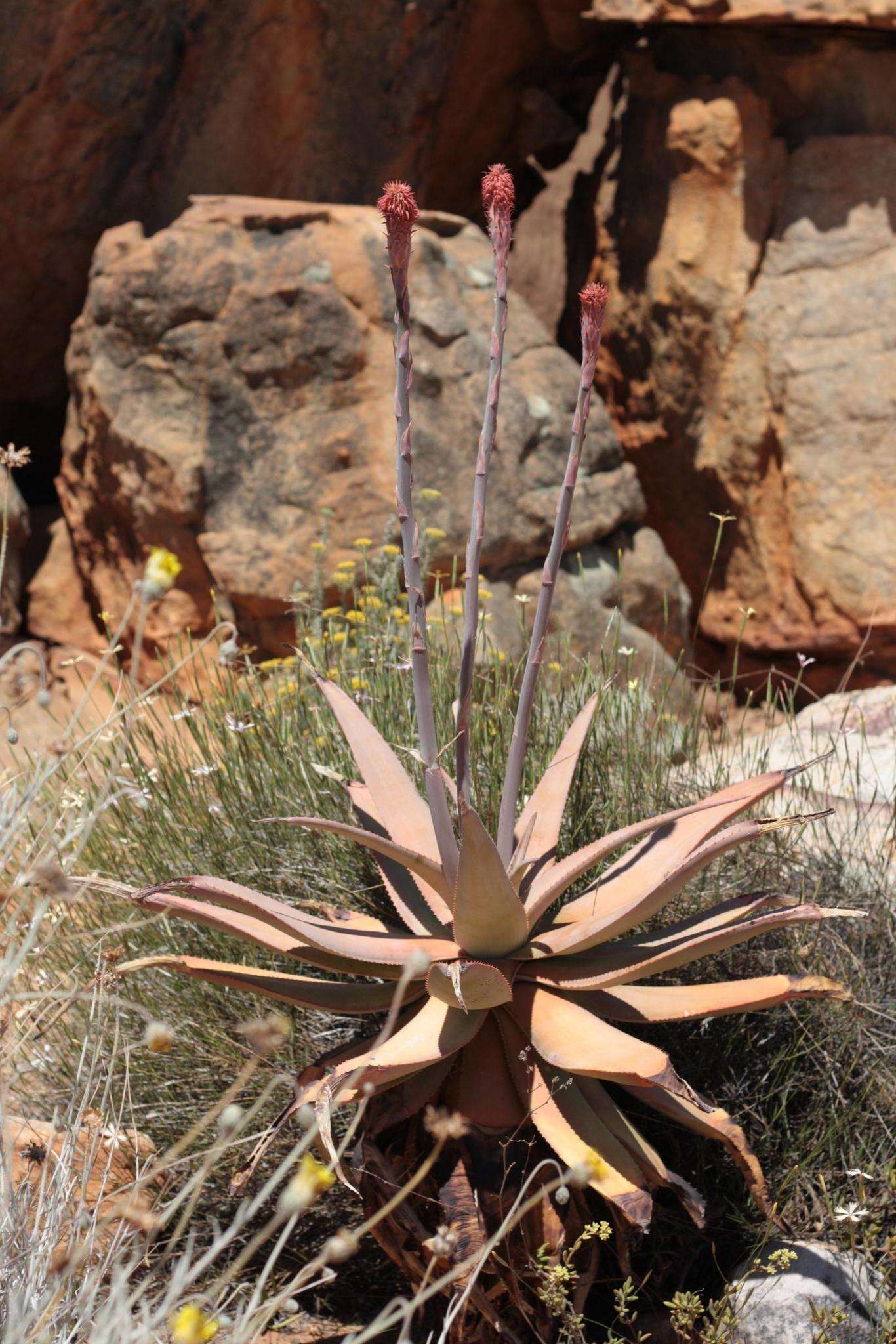 Image of Clanwilliam Aloe