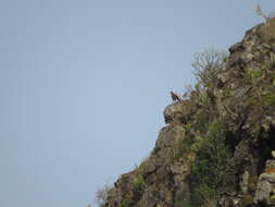 Image of Buteo buteo insularum Floericke 1903