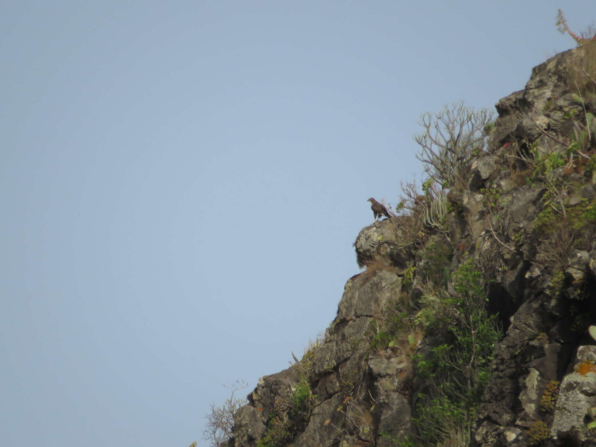 Image of Buteo buteo insularum Floericke 1903