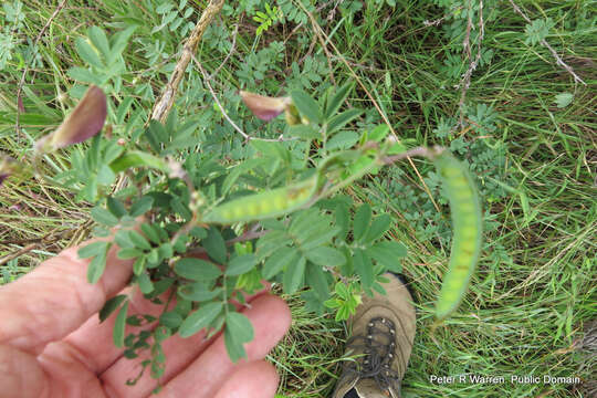 Image of Tephrosia grandiflora (Aiton) Pers.