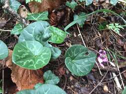 Image of cyclamen