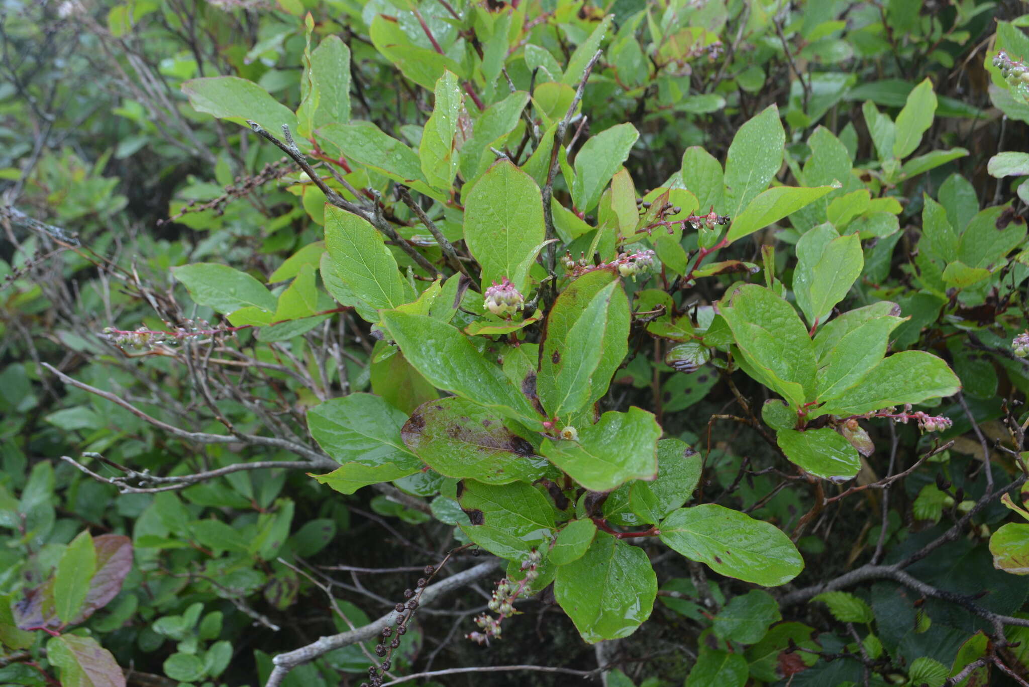 Image of Leucothoe grayana Maxim.