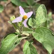 Image of Solanum tettense Klotzsch