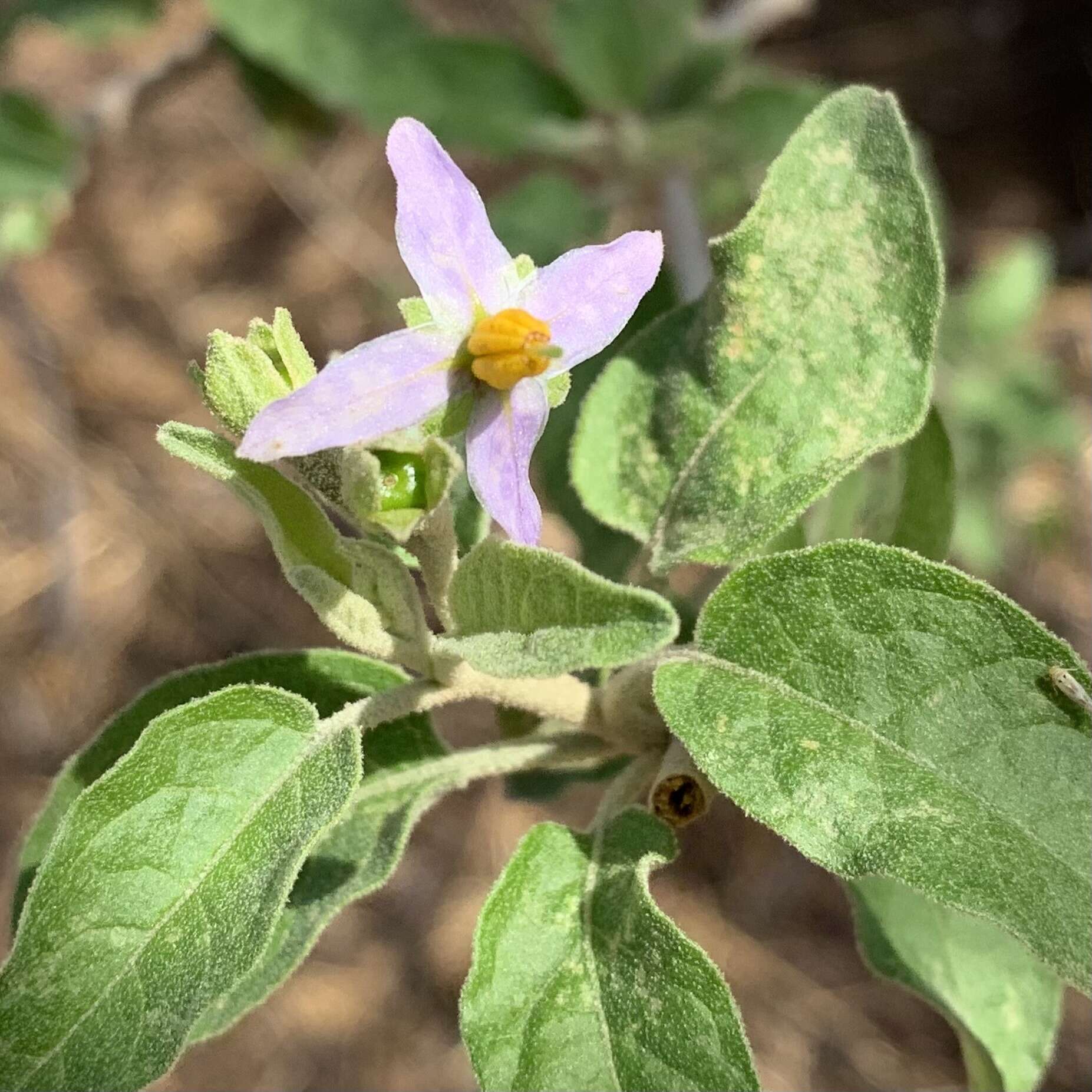 Image of Solanum tettense Klotzsch