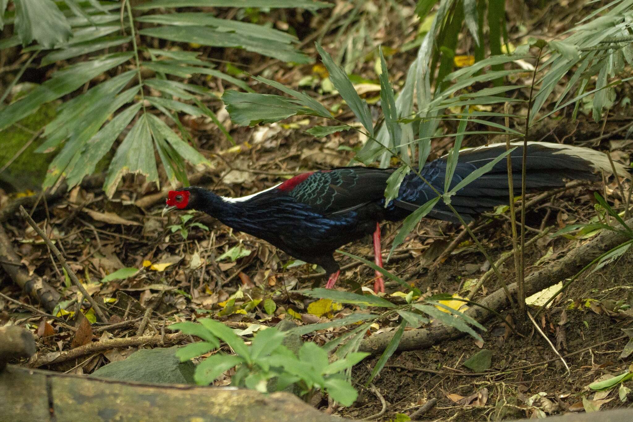 Image of Swinhoe's Pheasant