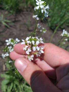 Plancia ëd Pseudoarabidopsis