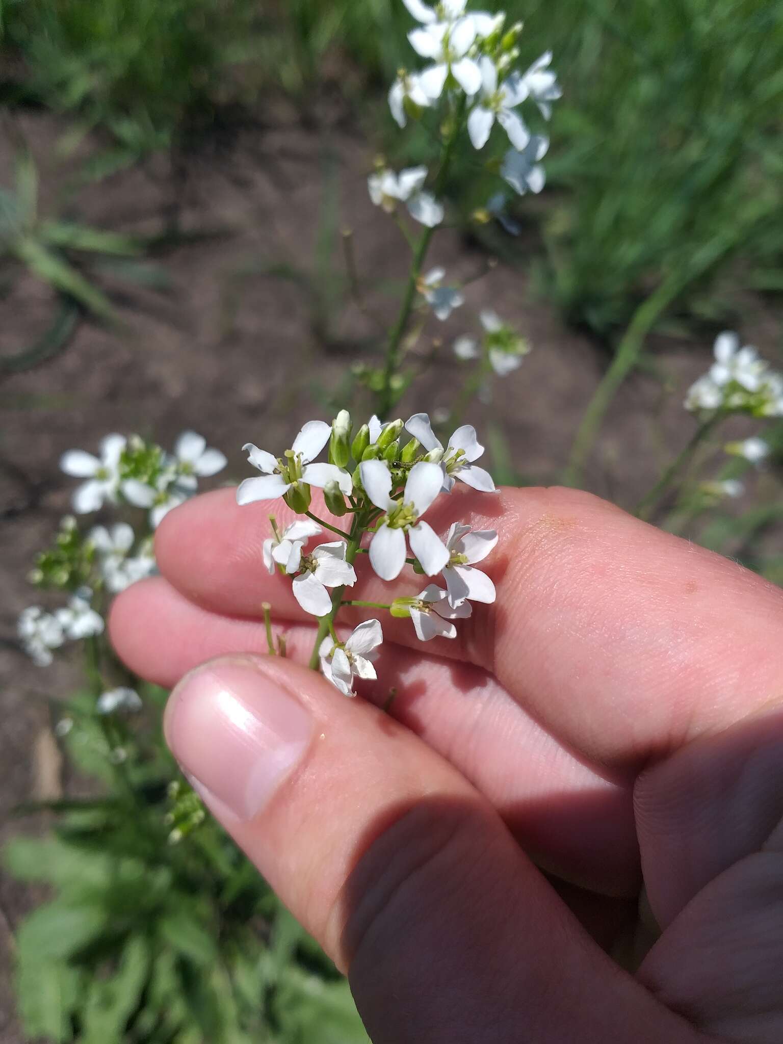 Plancia ëd Pseudoarabidopsis toxophylla (M. Bieb.) Al-Shehbaz, O'Kane & R. A. Price