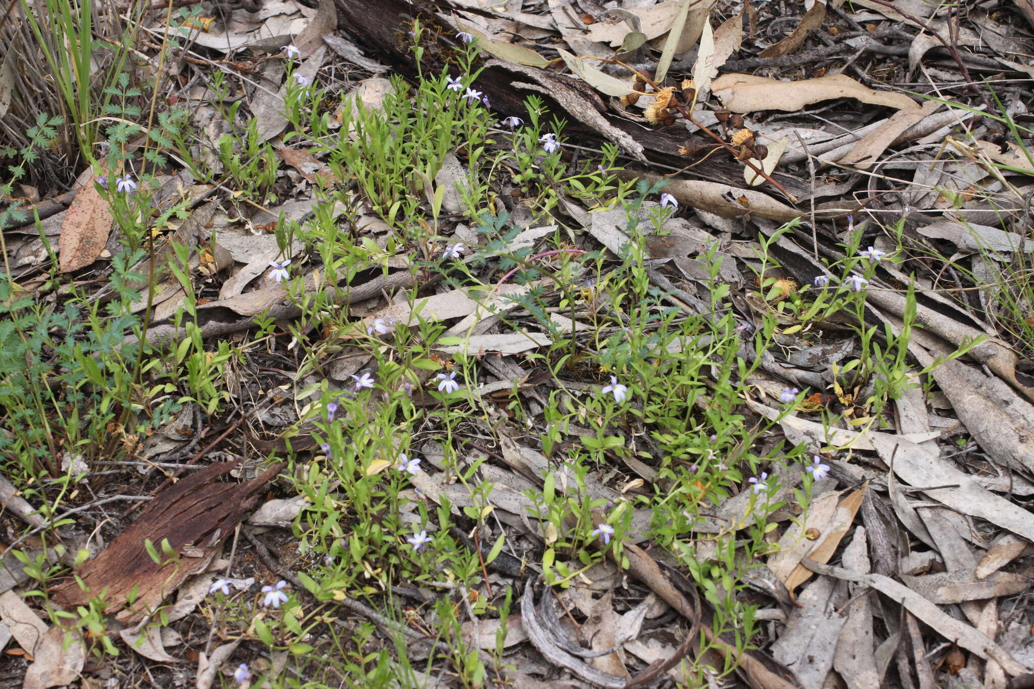 Image of Lobelia pratioides Benth.