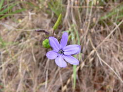 Image of Agrostocrinum hirsutum (Lindl.) Keighery