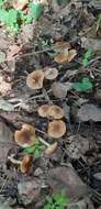 Image of Lepiota castanea Quél. 1881