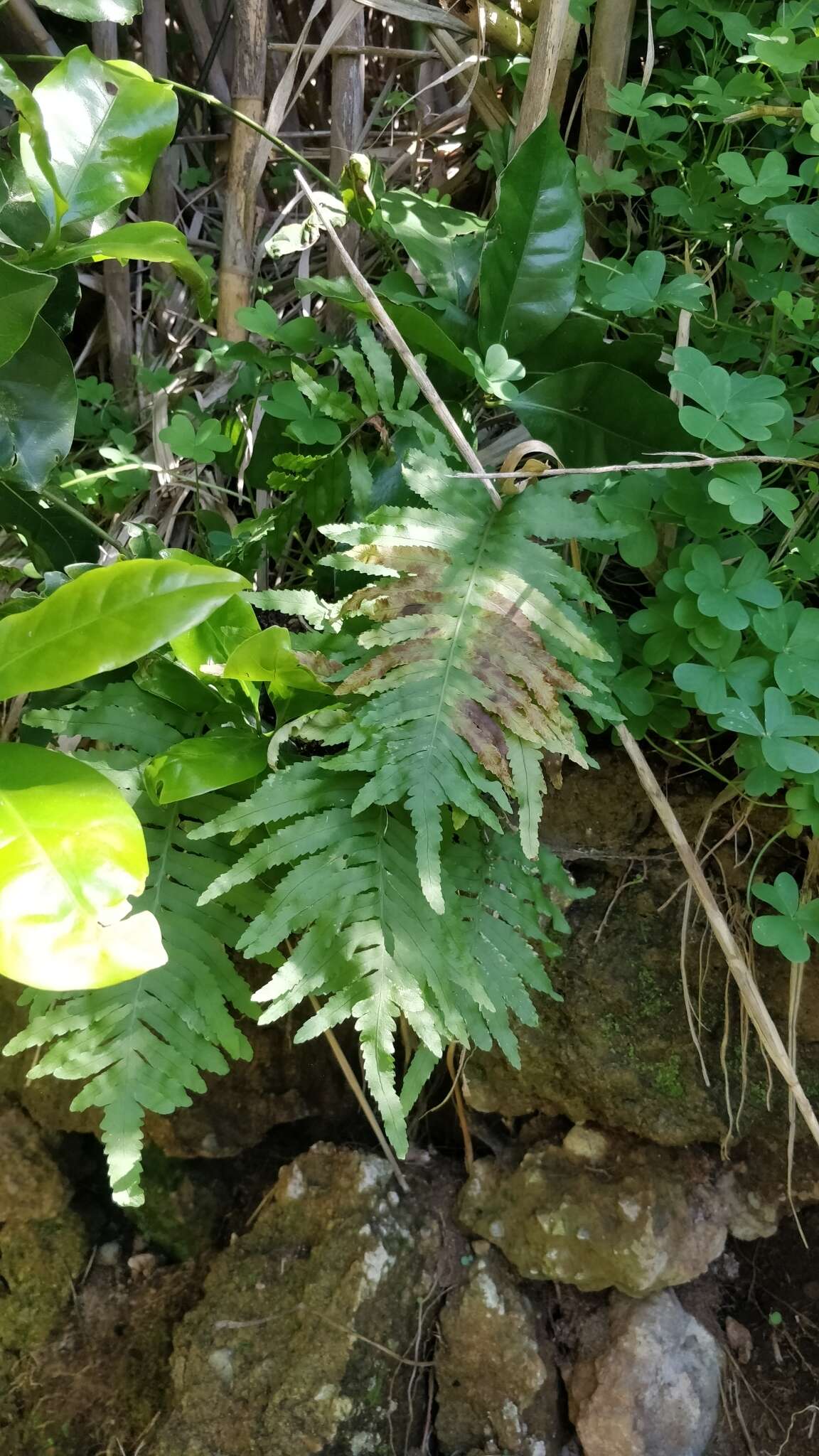 Plancia ëd Polypodium cambricum subsp. macaronesicum (Bobrov) Fraser-Jenkins