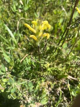 Image of Mt. Rainier lousewort