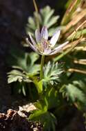 Image of tuber anemone