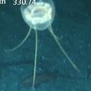 Image of golf tee medusa