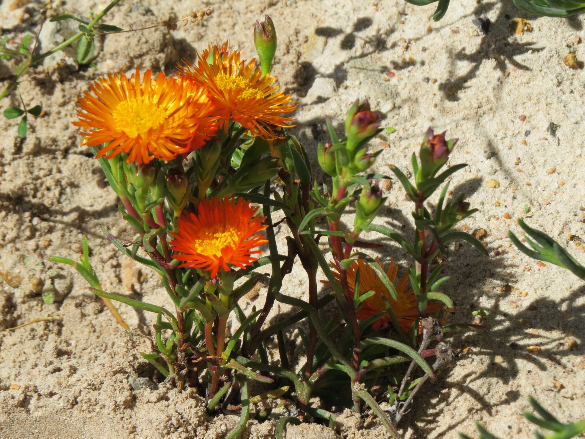 Image of Lampranthus aureus (L.) N. E. Br.